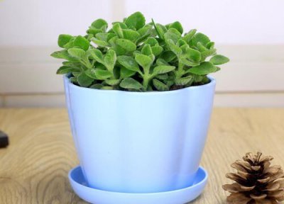 碰碰香怎么养殖方法 分享碰碰香的养殖方法