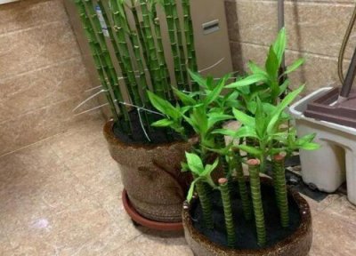 富贵竹耐寒最低温度是多少 富贵竹怎么安全度过冬天