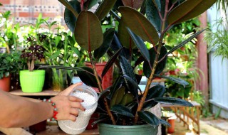 家里面摆什么植物好 家里面合适摆放哪些植物