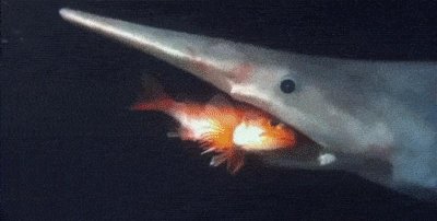 世界上远古十大巨鲨 地球历史上的鲨鱼巨兽排行榜前十名