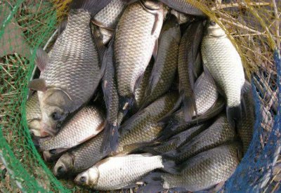 鲫鱼喜欢吃什么饵料 现在季节钓鲫鱼三样饵料最佳