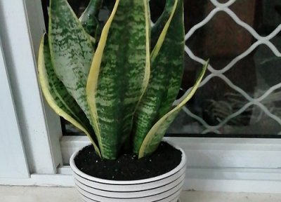 吸甲醛的植物盆栽有哪些 能吸甲醛的绿植盆栽有哪些