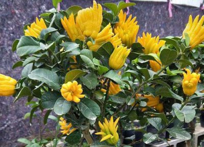 招财佛手开花吗 开花是什么样的