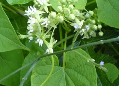 山药开花吗 开花是什么样的