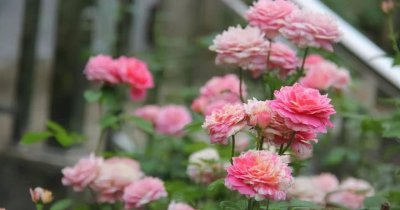 莫奈月季优缺点介绍 莫奈月季值得新手入手吗