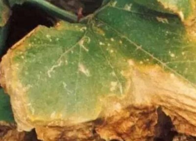 葫芦病虫害防治方法 技术措施