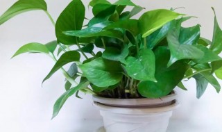 绿萝怎么插活 绿萝扦插方法