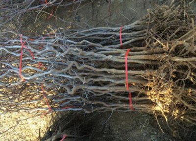 冬枣什么时间扦插 龙枣几月份扦插最好