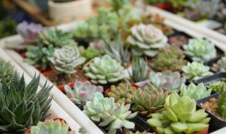 家中什么物件聚财 家中哪些物件聚财