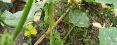 黄瓜用水溶肥有什么效果 大棚黄瓜水溶肥配方及方案