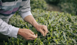 生茶熟茶的区别 生茶 熟茶 区别