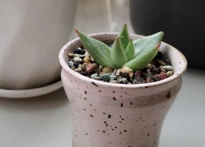 多肉乌木有几个品种 多肉植物乌木种类名称及图片