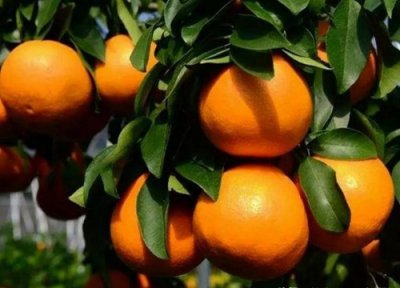 爱媛68号黄美人柑橘介绍 黄美人柑橘和红美人区别
