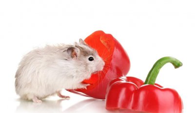 仓鼠咬主人手指说明什么 仓鼠咬主人手指的原因与预防方法