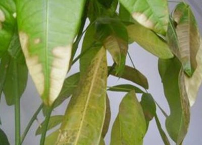 发财树叶子发干发黄怎么回事 叶子干枯发黄的原因