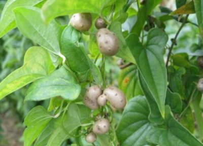 山药果子怎么吃 山药结的果子能吃吗