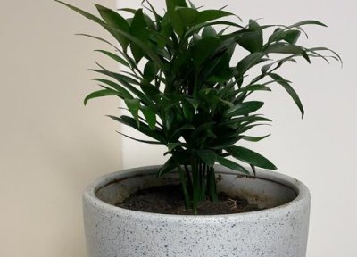 为什么家里不养竹柏 为什么竹柏放在室内养的人少