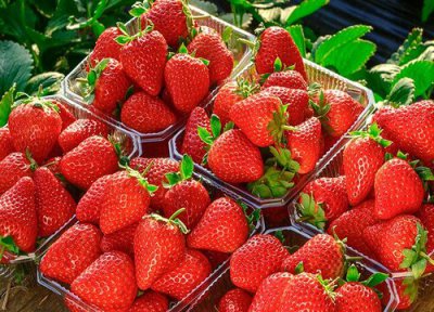 2023年草莓价格走势预测 今年草莓价格行情变动趋势