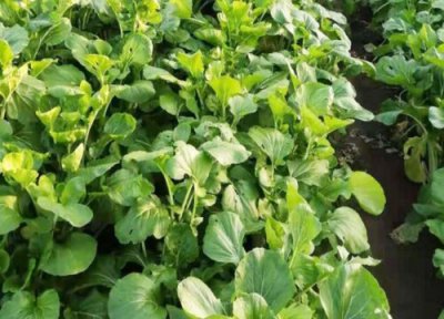 汤菜种植时间 汤菜种植时间和方法