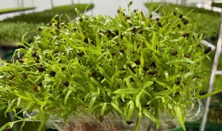 在家怎样种植芽苗菜 家庭种植芽苗菜的方法