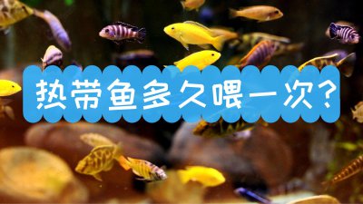 热带鱼多久喂一次 热带鱼的喂食频率以及喂食量多少