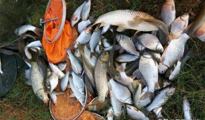 野钓最实用调漂方法及详细教程 野钓怎样调漂最为合适