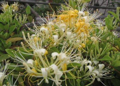 金银花和黄花菜一样吗 有什么区别