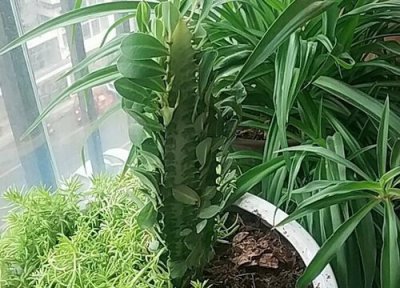 龙骨会开花吗 龙骨开花吗 开什么样的花