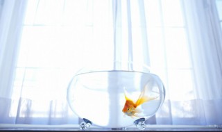 鱼缸每天开灯多久合适养鱼 鱼缸灯具有哪些