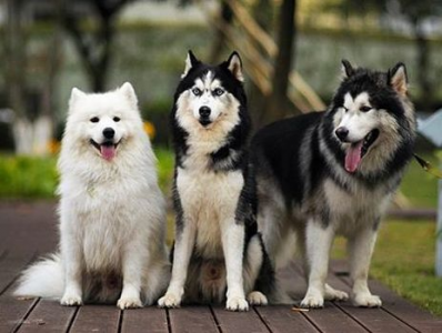 阿拉斯加和哈士奇区别哪个好 学会这7点方式轻松辨认