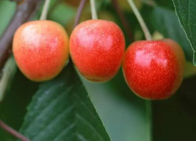 太和樱桃成熟时间 太和樱桃什么时候成熟