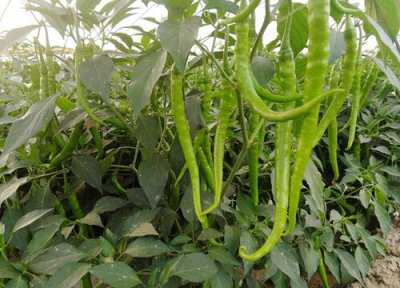 种辣椒为什么盖塑料薄膜纸 辣椒上面铺盖黑色薄膜的原因
