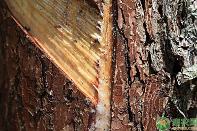 松树油有什么用途 2023年松树油大概多少钱一斤