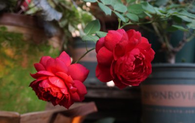 秋日胭脂月季介绍 灌木状月季花品种秋日胭脂优缺点