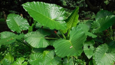 滴水观音的养殖方法和注意事项 掌握好要点叶子能苍翠欲滴