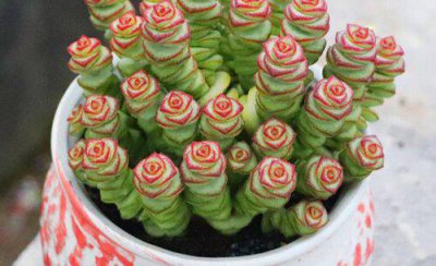 钱串子开花预兆 钱串子开花什么预兆