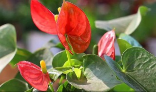 红掌多开花方法和注意事项 红掌怎么养才能多开花