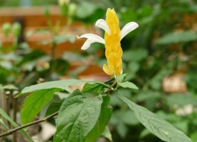 金苞花的养殖方法 金苞花的养殖方法和注意事项