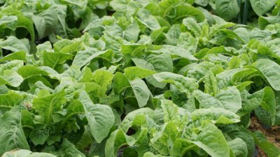 青笋和莴笋有什么区别 青笋与莴笋哪一个做出来的更好吃