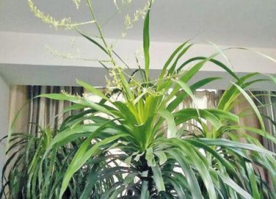 龙血树有什么作用与药用价值 具体的功效与用法