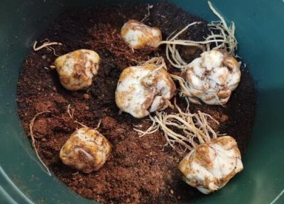 百合什么时候挖出来最好 百合每年冬天要挖出重栽吗