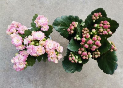 扦插活的长寿花苗怎样让它长的快 扦插成活的长寿花如何养护长得肥又矮壮