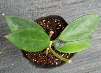 球兰枝条断了能不能直接扦插 怎么扦插成活好