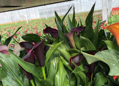 马蹄莲烂根怎么办 根茎烂了怎么处理