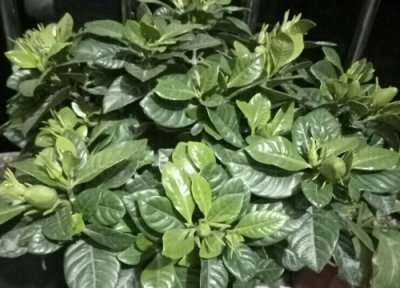 春天哪些花需要修剪 春天不能修剪的花卉有哪些