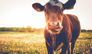 男的吃牛鞭有什么好处 男的吃牛鞭对身体有哪些好处