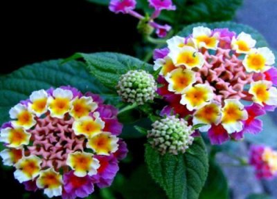 五色梅怎么修剪方法 五色梅什么时候修剪合适