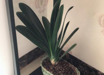 君子兰憋群兰 烂心的君子兰如何处理很快就能长成群兰