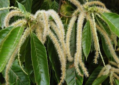 栗子花香是什么味道 栗子花气味香味和什么味道差不多