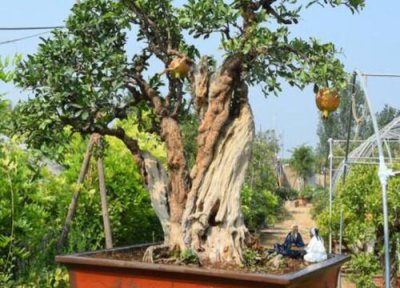 家里养石榴树风水禁忌 在家养有什么讲究